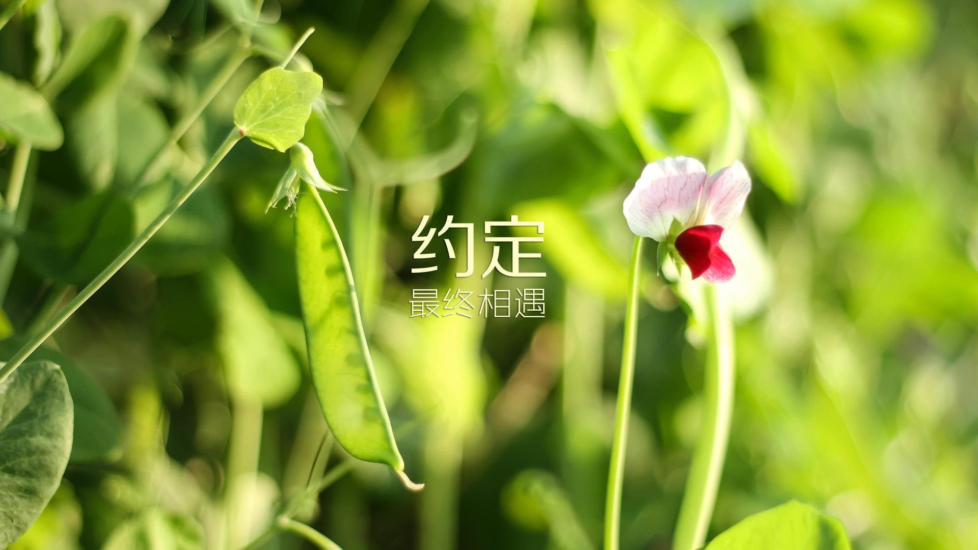 开云入口-梅西带领阿根廷加时击败哥伦比亚，捧杯，梅西为阿根廷出战